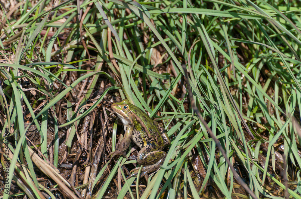 Teichfrosch Teichfrosch