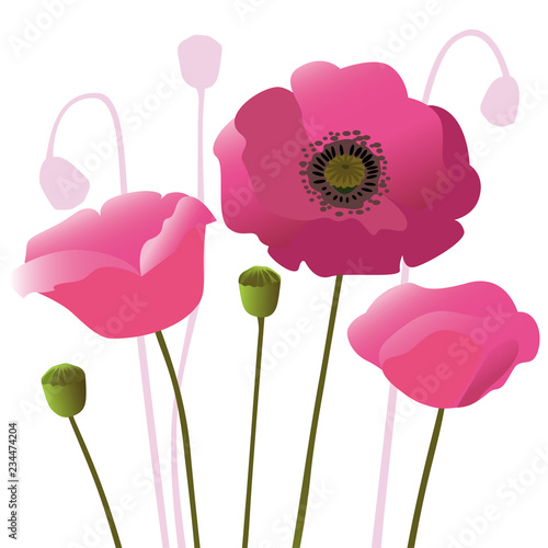 Fototapeta Naklejka Na Ścianę i Meble -  Floral composition of  flowers pink poppies