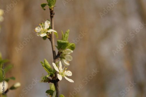 beautiful white blossom at a branch close-up in springtime