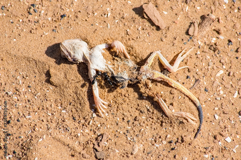 Dead Spotted toad-headed Agama on sand close