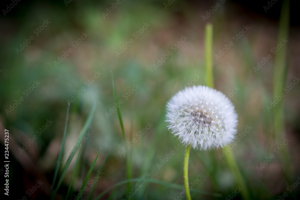 Pusteblume Pusteblume