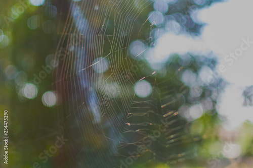 spider web close-up