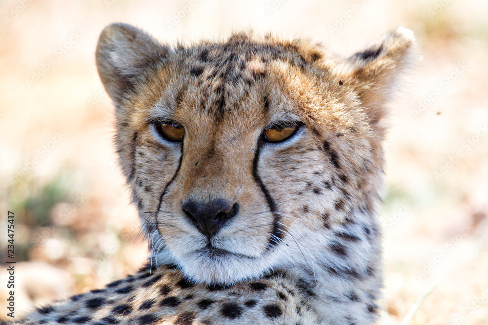 Portrait of a cheetah - Tiger Canyons Game Reserve - South Africa Portrait of a cheetah - Tiger Canyons Game Reserve - South Africa