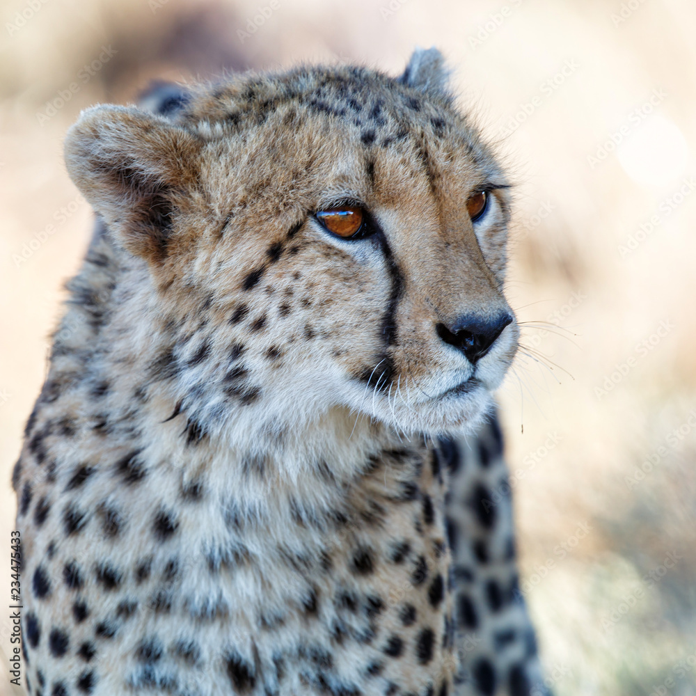 Portrait of a cheetah - Tiger Canyons Game Reserve - South Africa Portrait of a cheetah - Tiger Canyons Game Reserve - South Africa