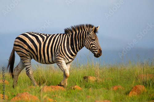 Zebra walking on the top of a hil in Nambiti Game Reserve in South Africa