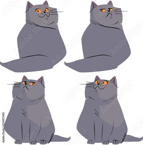 cat