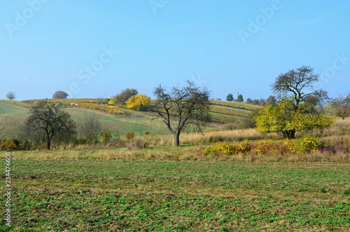 View of autumn landscape with colorful leaves and vineyard 