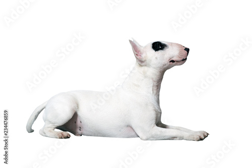 white BullDog or Bullterrier in front of a white Studio Background