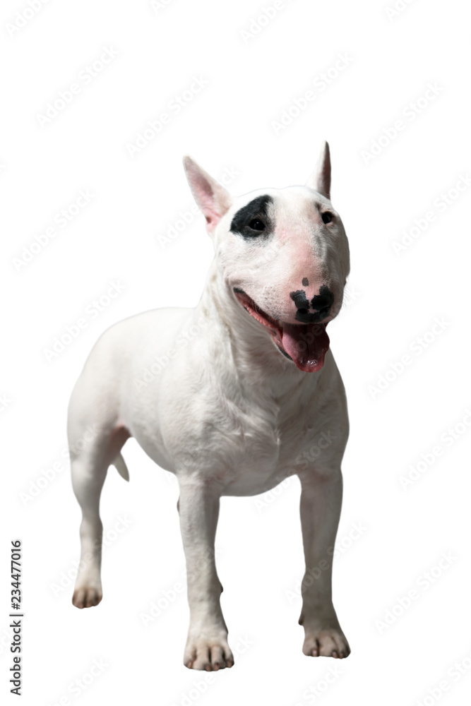 weiße Bulldogge bzw Bullterrier isoliert im Studio vor weißem Hintergrund 