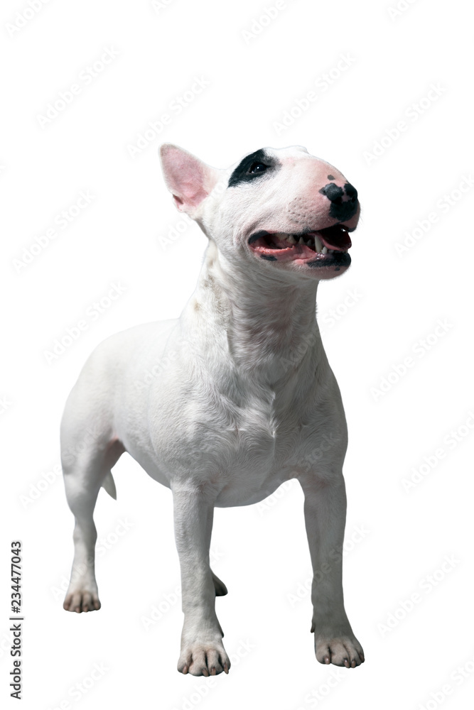 white BullDog or Bullterrier in front of a white Studio Background