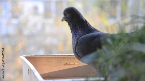 Pigeon drinking water