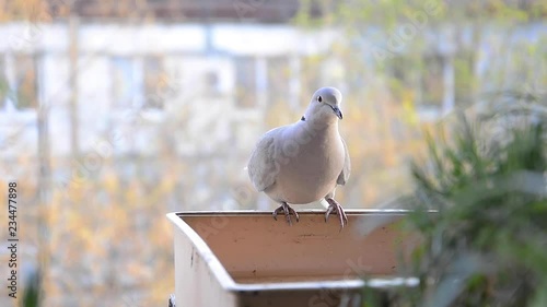Turtle pigeon drinking water