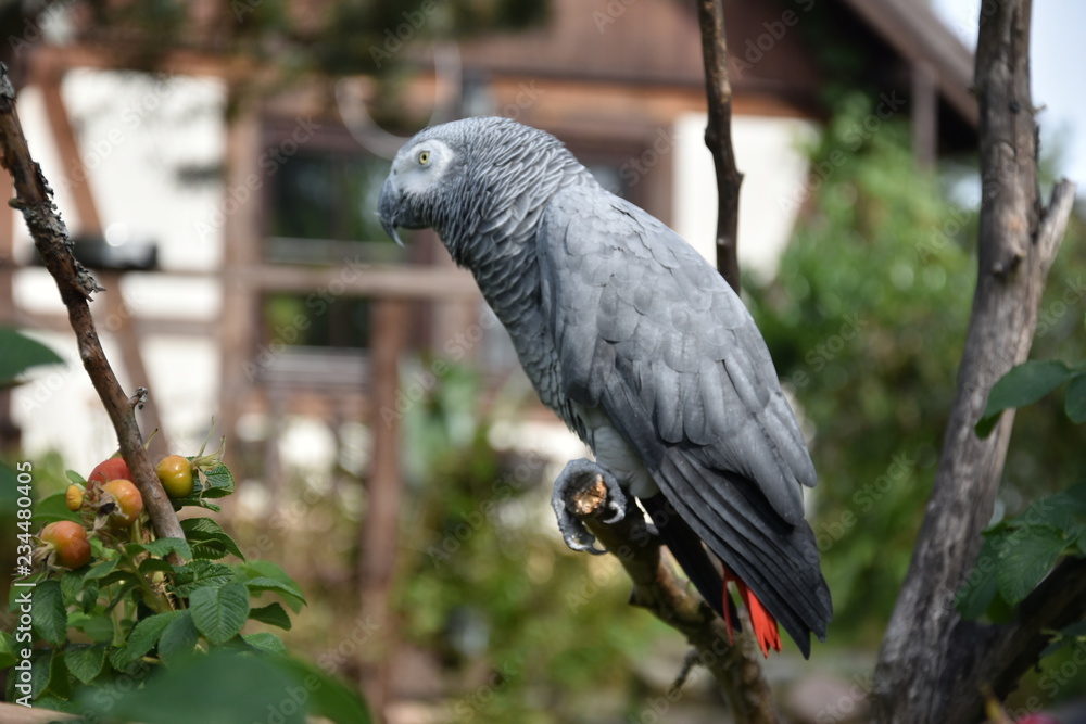 Obraz premium papuga żako