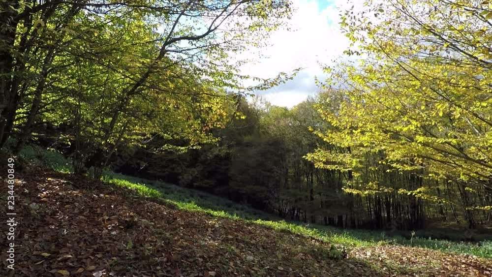 Magical mountain forest with the trees growing on hills . Warm sunbeams illuminating the trunks and lovely plants. Gimbal shot Magical mountain forest with the trees growing on hills . Warm sunbeams illuminating the trunks and lovely plants. Gimbal shot