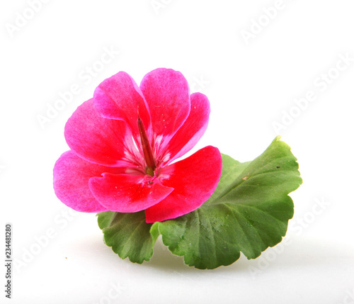 Fototapeta Naklejka Na Ścianę i Meble -  Geranium Pelargonium Flowers Isolated On White Background