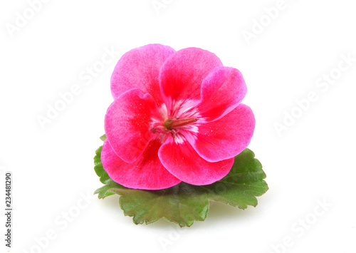 Fototapeta Naklejka Na Ścianę i Meble -  Geranium Pelargonium Flowers Isolated On White Background
