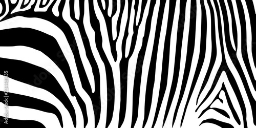 stripe animal jungle texture zebra vector black white print