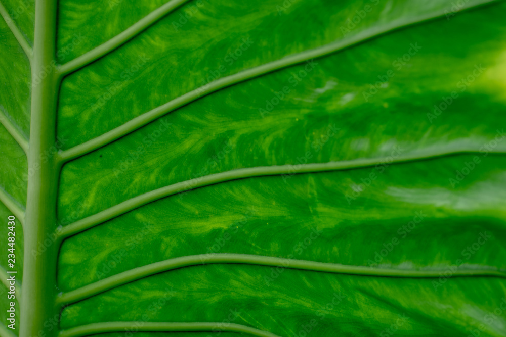 texture of green leave texture of green leave