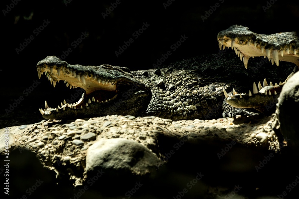 Obraz premium The Nile crocodile (Crocodylus niloticus) is an African crocodile, the largest freshwater predator in Africa, Two Nile crocodiles, lie together. In Basel Zoo, amfibian with mouth full of teeth