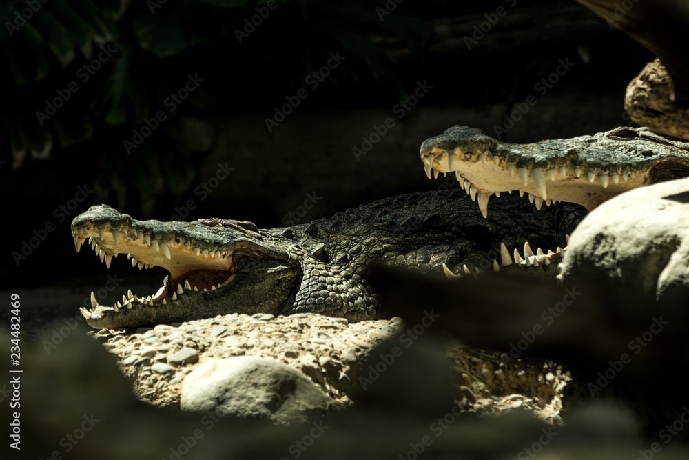 Fototapeta premium The Nile crocodile (Crocodylus niloticus) is an African crocodile, the largest freshwater predator in Africa, Two Nile crocodiles, lie together. In Basel Zoo, amfibian with mouth full of teeth