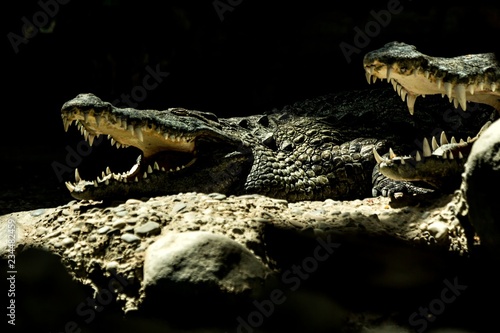 The Nile crocodile (Crocodylus niloticus) is an African crocodile, the largest freshwater predator in Africa, Two Nile crocodiles, lie together. In Basel Zoo, amfibian with mouth full of teeth photo