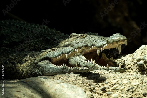 The Nile crocodile (Crocodylus niloticus) is an African crocodile, the largest freshwater predator in Africa, Two Nile crocodiles, lie together. In Basel Zoo, amfibian with mouth full of teeth