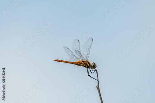 Holding it tight_a dragonfly hanging on a thin reed in a windy day