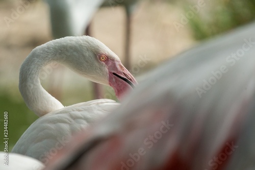 Pink flamingo at the zoo, solo flamingo (phoenicopterus) grooming its feathers, beautiful white pinkish bird near pond, water bird in its enrironment, close up portrait, bird with big beak photo