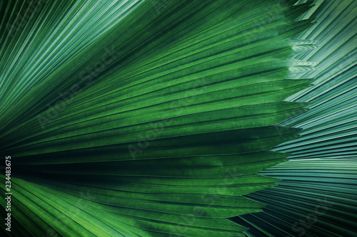 Exotic Tropical Palm Leaves in Dark Tone Color as Texture Background