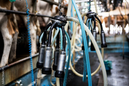 Close up of automatic milking machine in a milking shed.