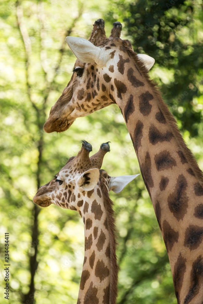 The giraffe (Giraffa camelopardalis), African even-toed ungulate mammal, the tallest of all extant land-living animal species, portrait of beautiful animal with green leaves in background The giraffe (Giraffa camelopardalis), African even-toed ungulate mammal, the tallest of all extant land-living animal species, portrait of beautiful animal with green leaves in background