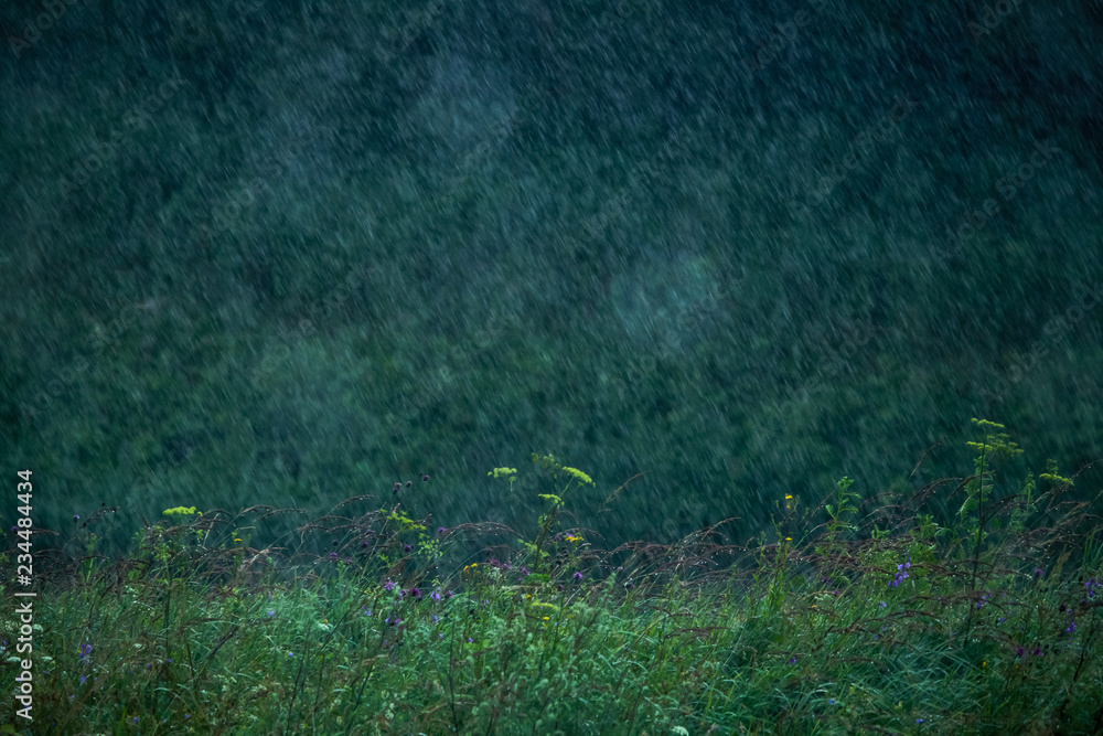 Summer rain. Rain drops in meadow. Summer rain. Rain drops in meadow.