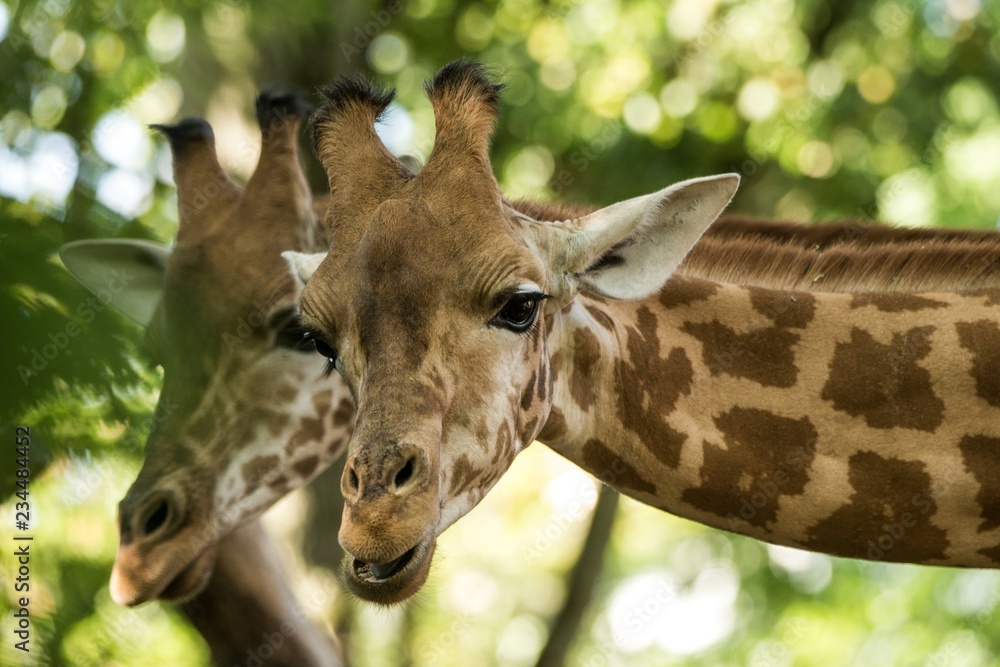 The giraffe (Giraffa camelopardalis), African even-toed ungulate mammal, the tallest of all extant land-living animal species, portrait of beautiful animal with green leaves in background The giraffe (Giraffa camelopardalis), African even-toed ungulate mammal, the tallest of all extant land-living animal species, portrait of beautiful animal with green leaves in background