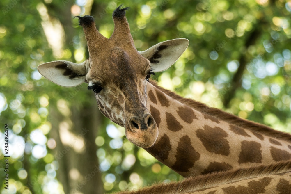 Obraz premium The giraffe (Giraffa camelopardalis), African even-toed ungulate mammal, the tallest of all extant land-living animal species, portrait of beautiful animal with green leaves in background