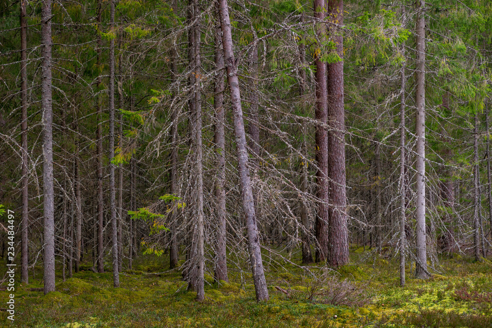 Fototapeta premium Coniferous forest. Spruce and pine trees.