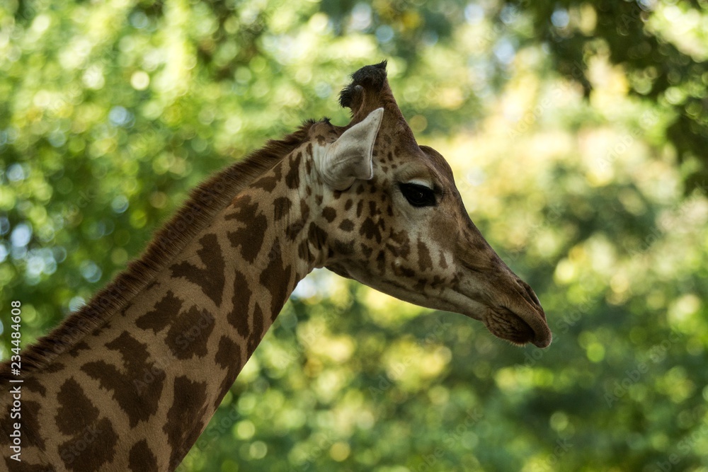 The giraffe (Giraffa camelopardalis), African even-toed ungulate mammal, the tallest of all extant land-living animal species, portrait of beautiful animal with green leaves in background The giraffe (Giraffa camelopardalis), African even-toed ungulate mammal, the tallest of all extant land-living animal species, portrait of beautiful animal with green leaves in background