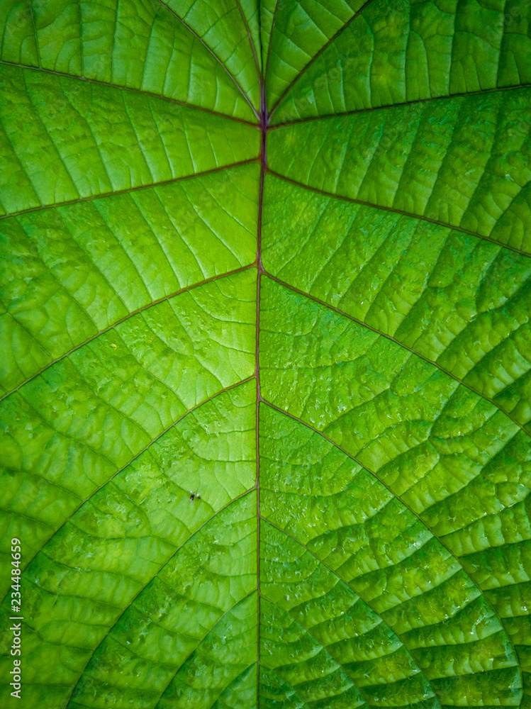 Pattern and texture of Mucuna Green tropical leaves and leguminous plant. Mucuna Bracteata. It is a nitrogen-regulating plant that is used in agroecosystems. Pattern and texture of Mucuna Green tropical leaves and leguminous plant. Mucuna Bracteata. It is a nitrogen-regulating plant that is used in agroecosystems.