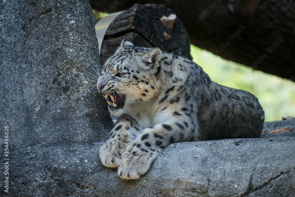 A Himalayan snow leopard (Panthera uncia) lounges on a rock, beautiful irbis in captivity at the zoo, National Heritage Animal of Afghanistan and Pakistan, elegant cat showing its teeth A Himalayan snow leopard (Panthera uncia) lounges on a rock, beautiful irbis in captivity at the zoo, National Heritage Animal of Afghanistan and Pakistan, elegant cat showing its teeth