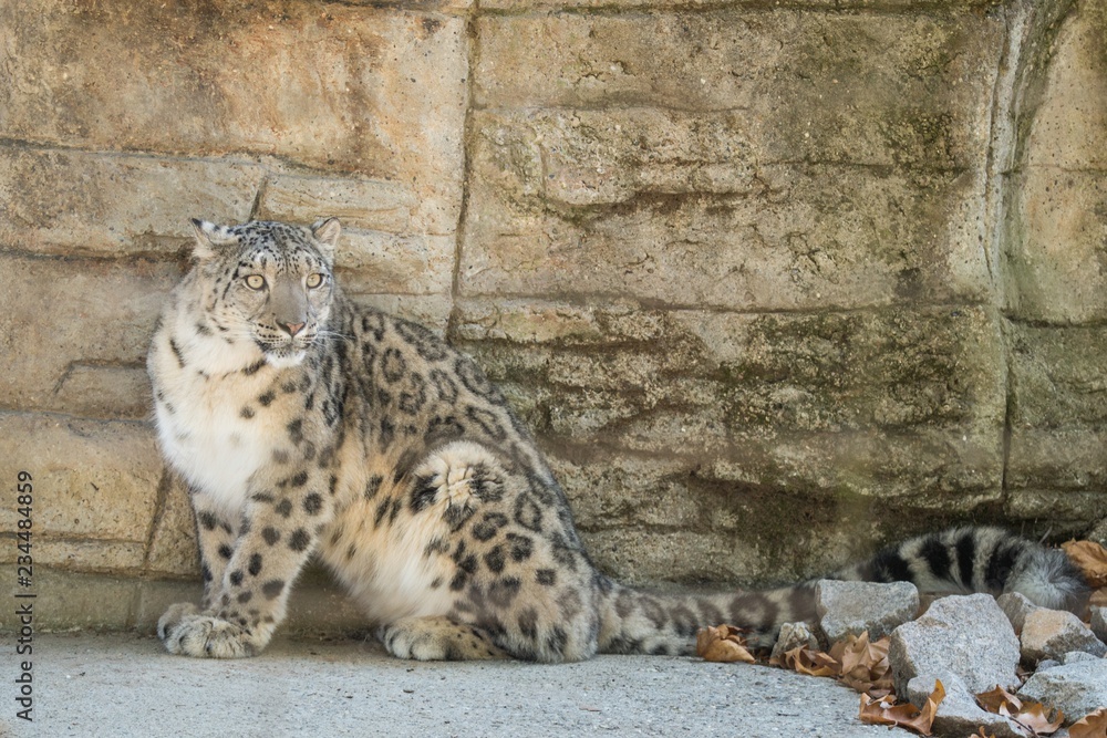 A Himalayan snow leopard (Panthera uncia) lounges on a rock, beautiful  irbis in captivity at the zoo, National Heritage Animal of Afghanistan and  Pakistan, elegant cat having rest on the stone Stock