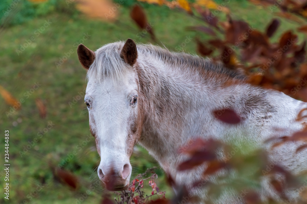 Fototapeta premium Cheval à la robe marmoré, peau rose