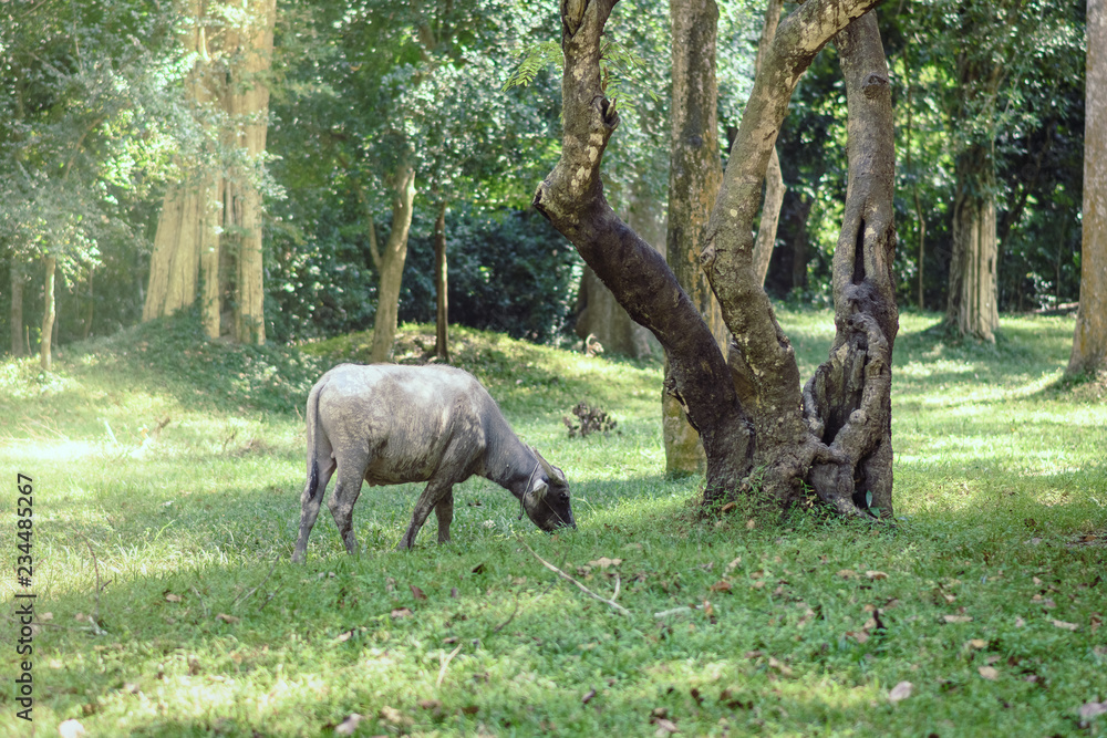 buffalo grazing in a green meadow at angkor wat buffalo grazing in a green meadow at angkor wat