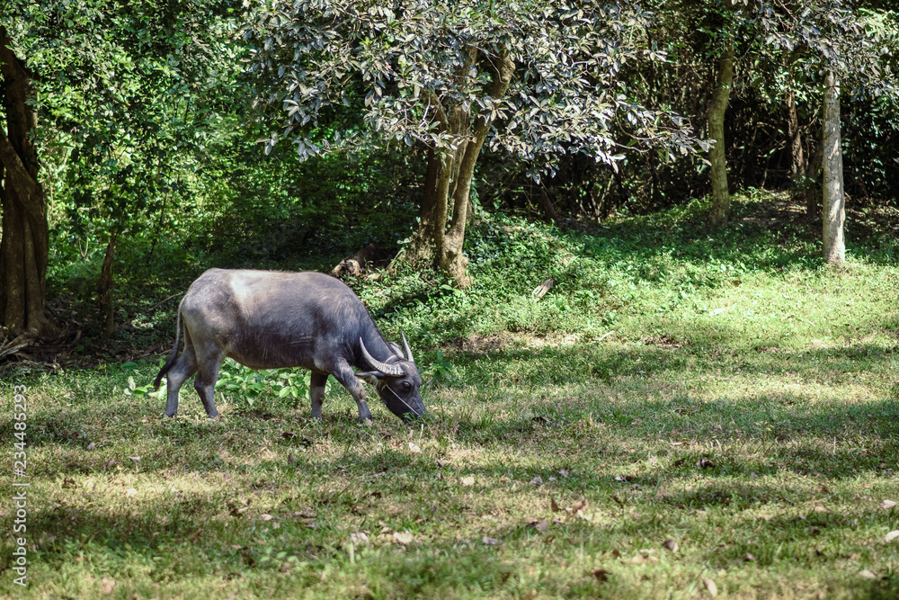 Fototapeta premium buffalo grazing in a green meadow at angkor wat