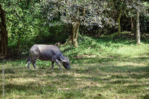 buffalo grazing in a green meadow at angkor wat