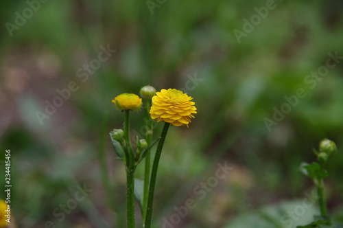 Beautiful yellow flower