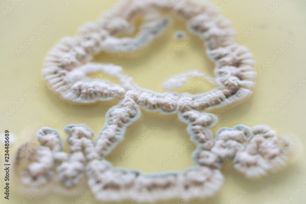Fototapeta premium Mold Beautiful, Colony of Characteristics of Fungus (Mold) in culture medium plate from laboratory microbiology.
