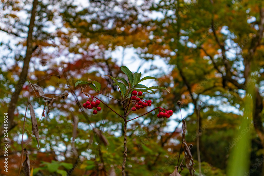 秋の木の実