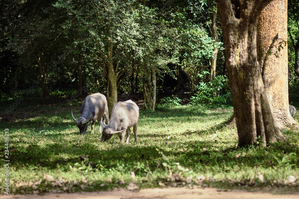 buffalo grazing in a green meadow at angkor wat buffalo grazing in a green meadow at angkor wat