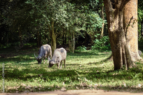 buffalo grazing in a green meadow at angkor wat