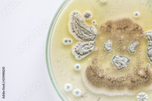 Photography Mold Beautiful, Colony of Characteristics of Fungus (Mold) in culture medium plate from laboratory microbiology