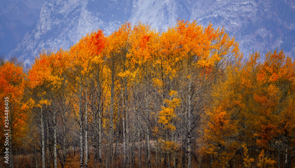 Fototapeta premium Trees in fall colors, Grand Teton National Park